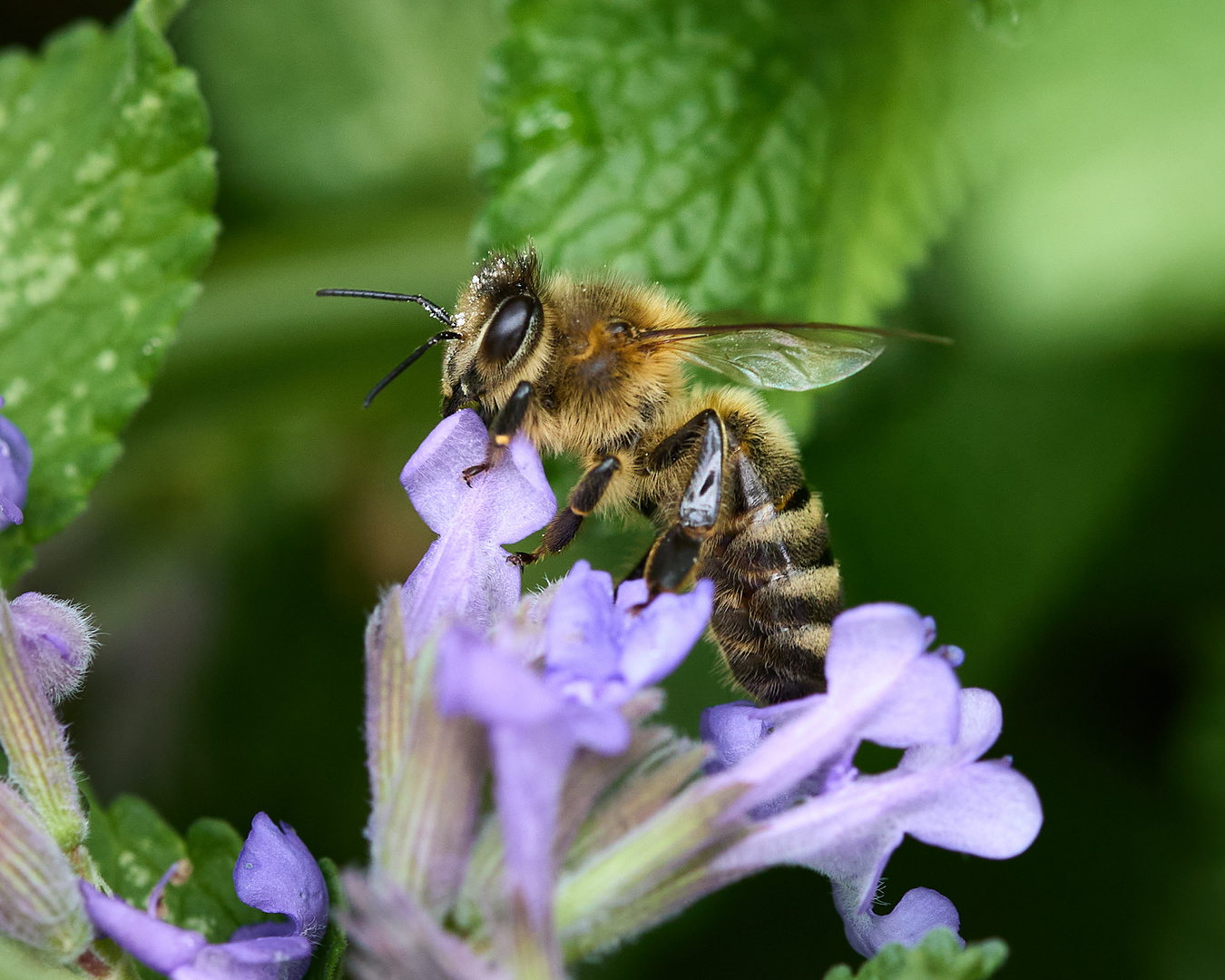 Fleissige Biene