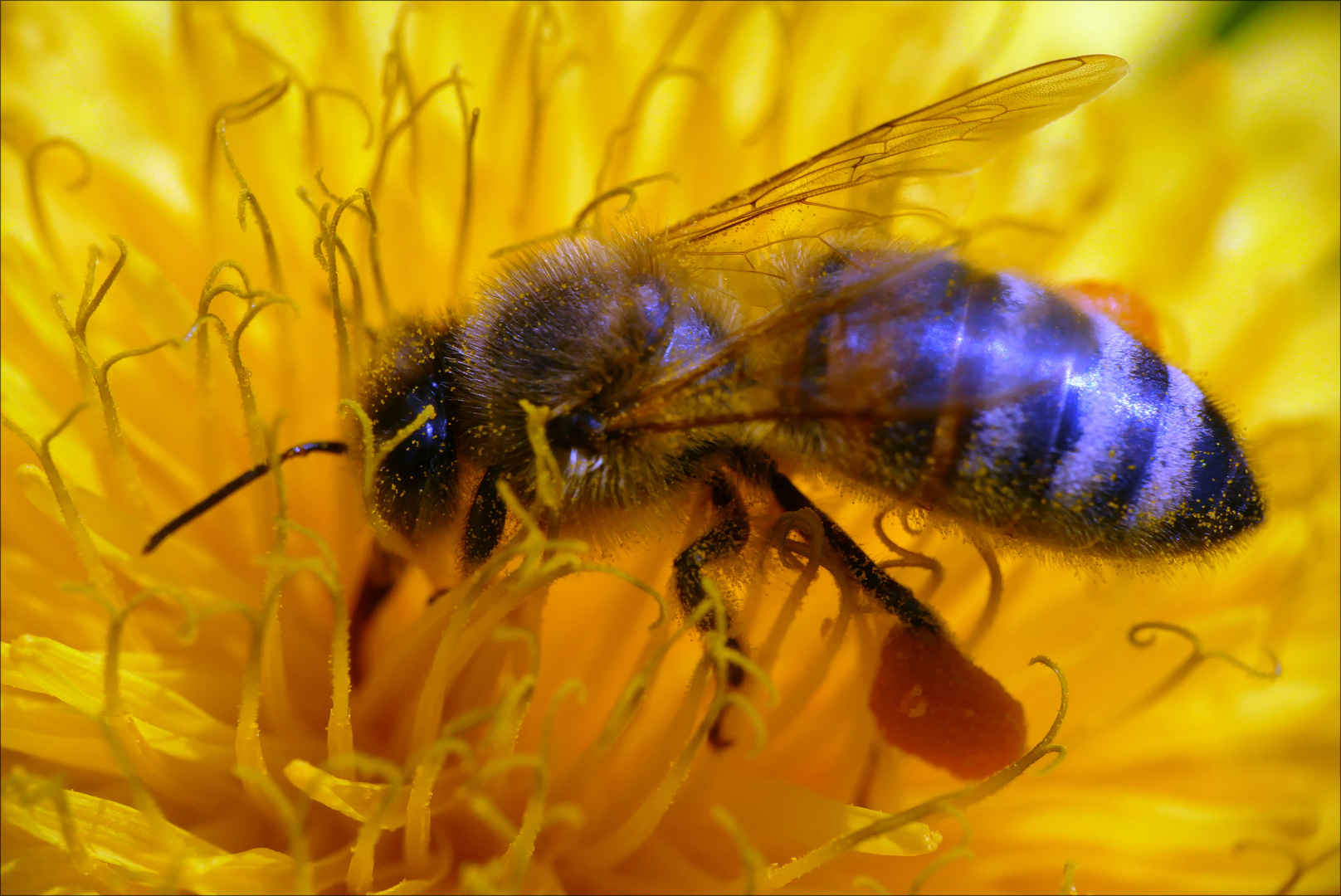 Fleißige Biene