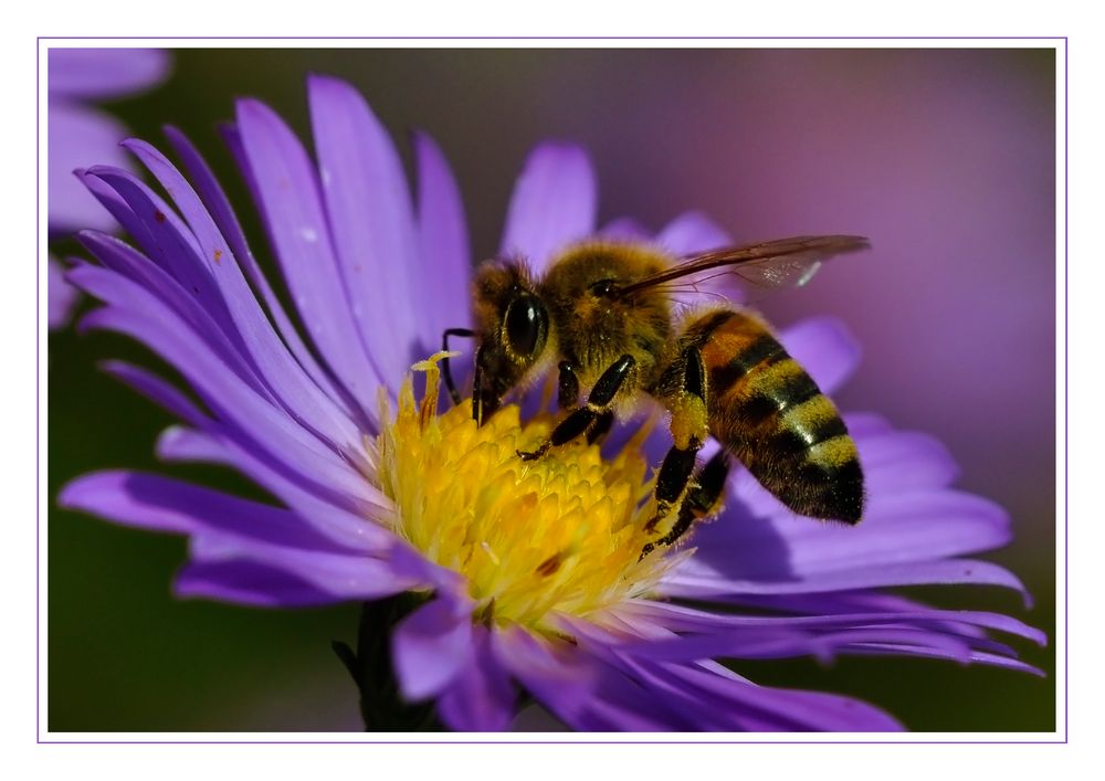 Fleißige Biene Foto & Bild | natur-makros, natur-kreativ