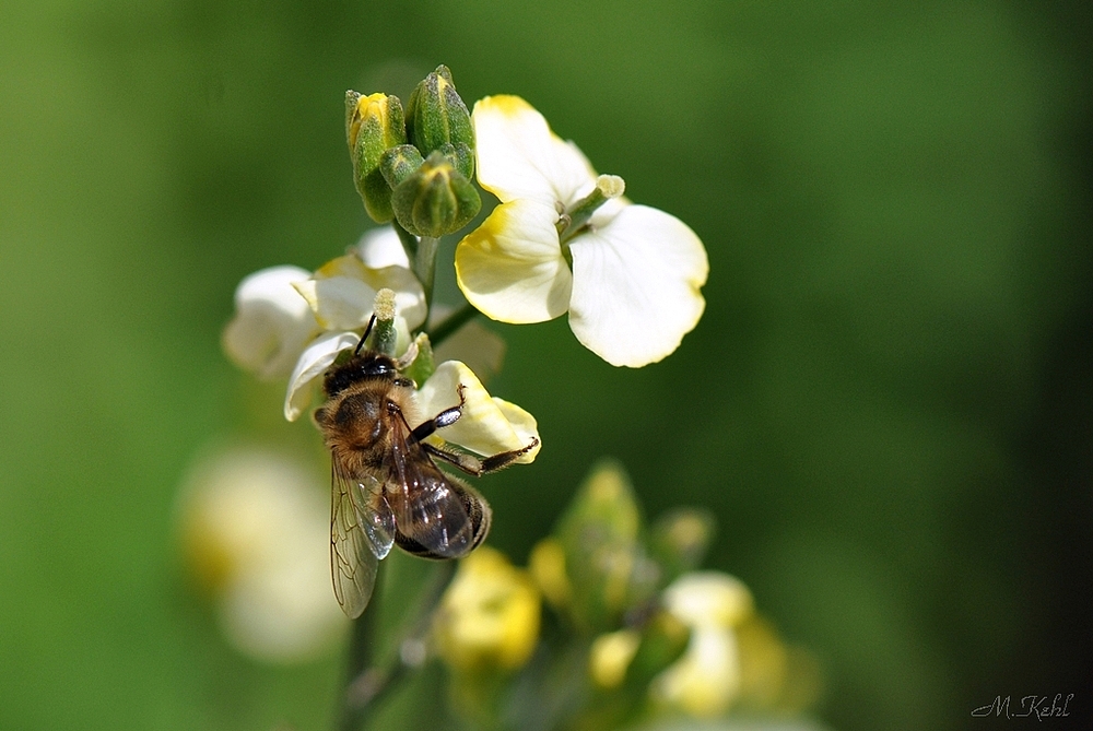 Fleissige  Biene