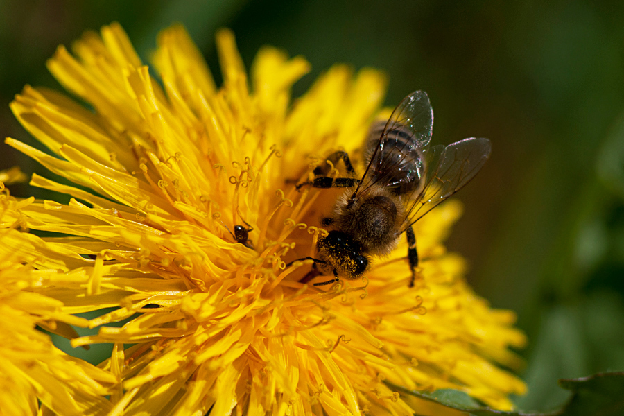 fleißige Biene