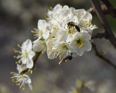 fleißige Biene