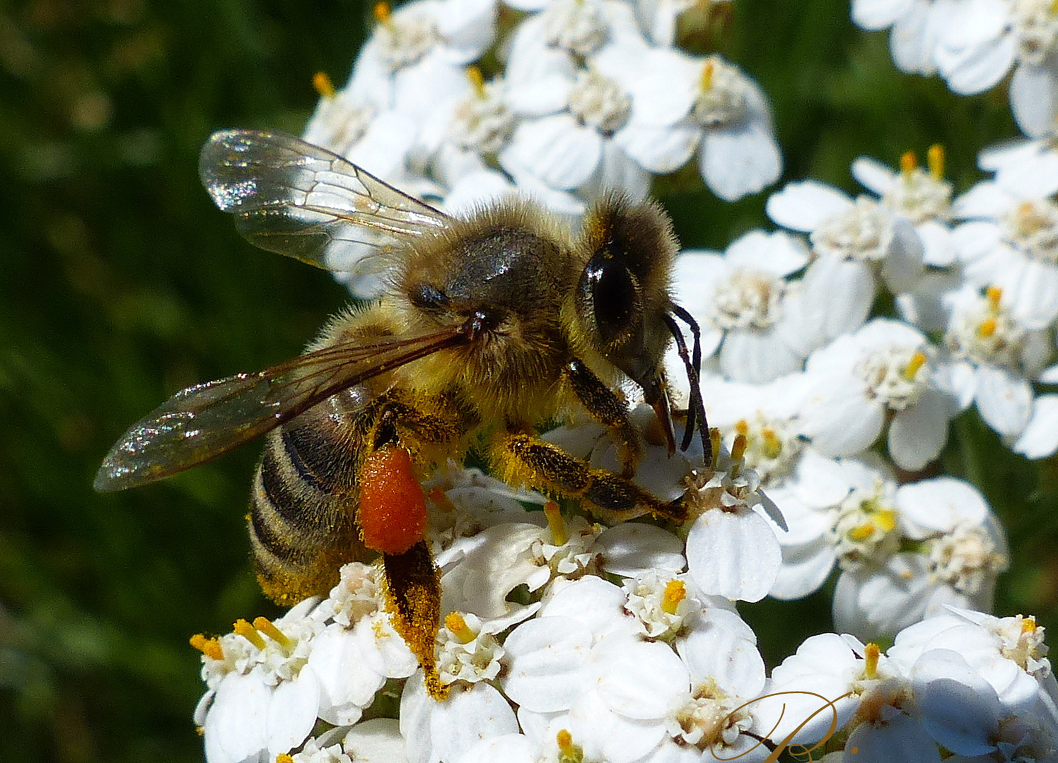Fleissige Biene Foto & Bild tiere, biene;natur; sommer 2013;blume