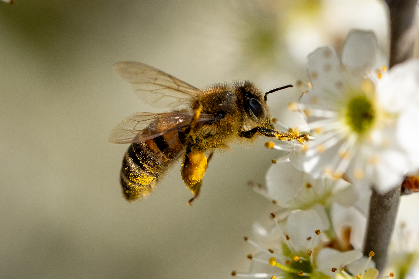 Fleißige Biene Foto & Bild makro, frühling, natur Bilder auf