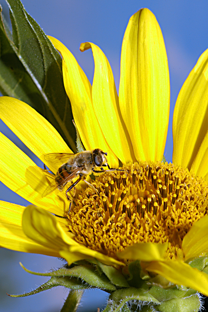 Fleißige Biene