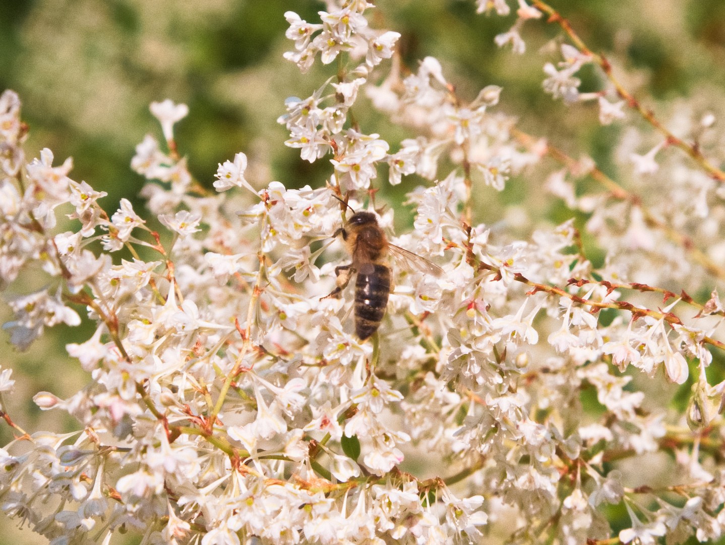 Fleissige Biene am Wegrand