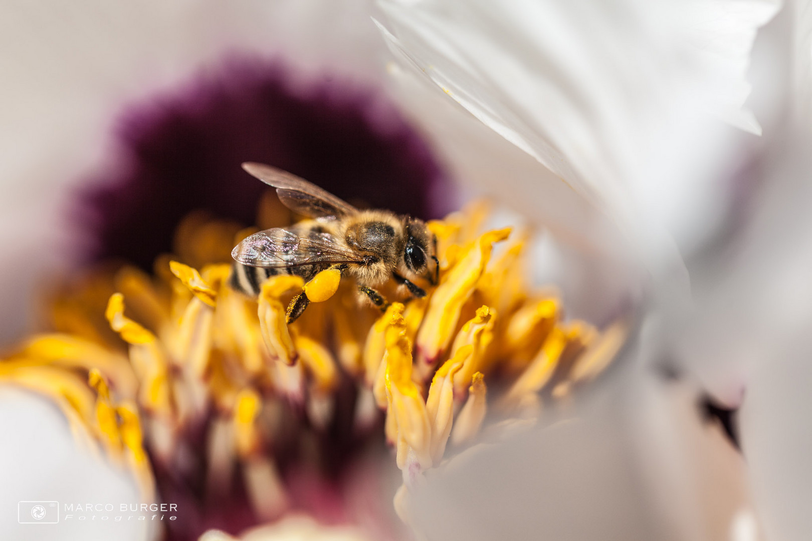 fleissige Biene an einer Pfingstrose
