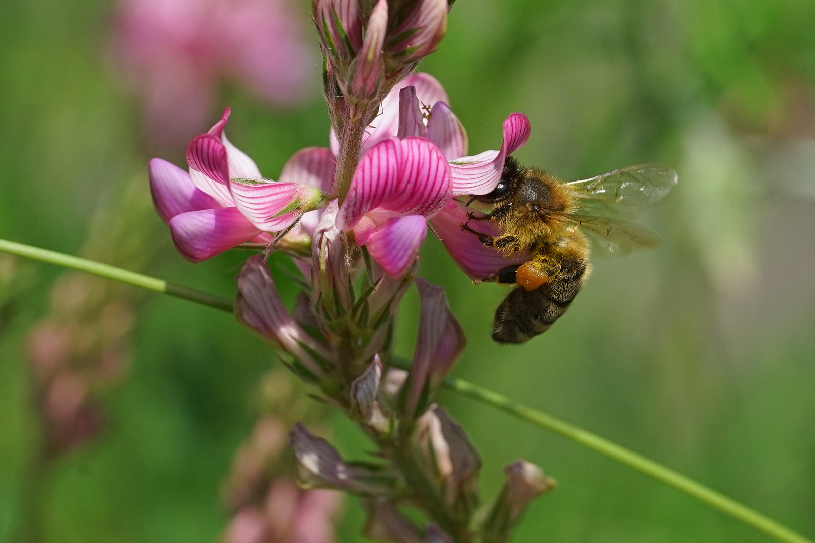 Fleissige Biene an Esparsette