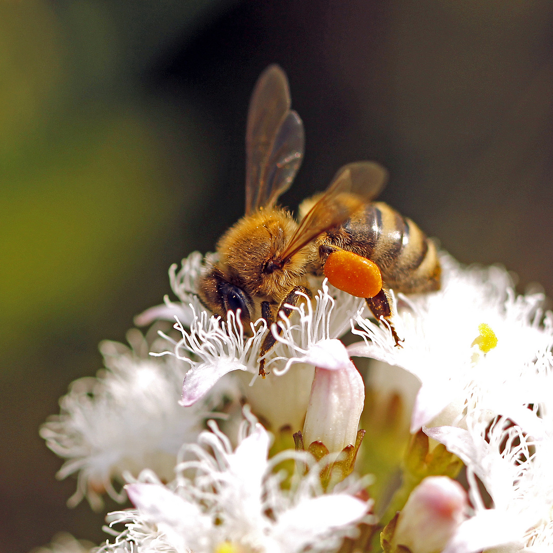 Fleißige Biene an Fieberklee