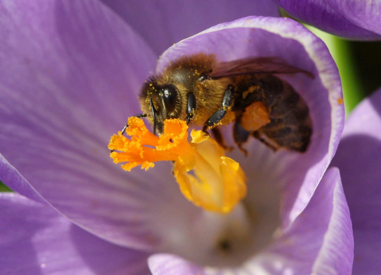 Fleißige Biene an Krokusblüte