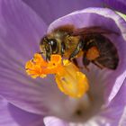 Fleißige Biene an Krokusblüte