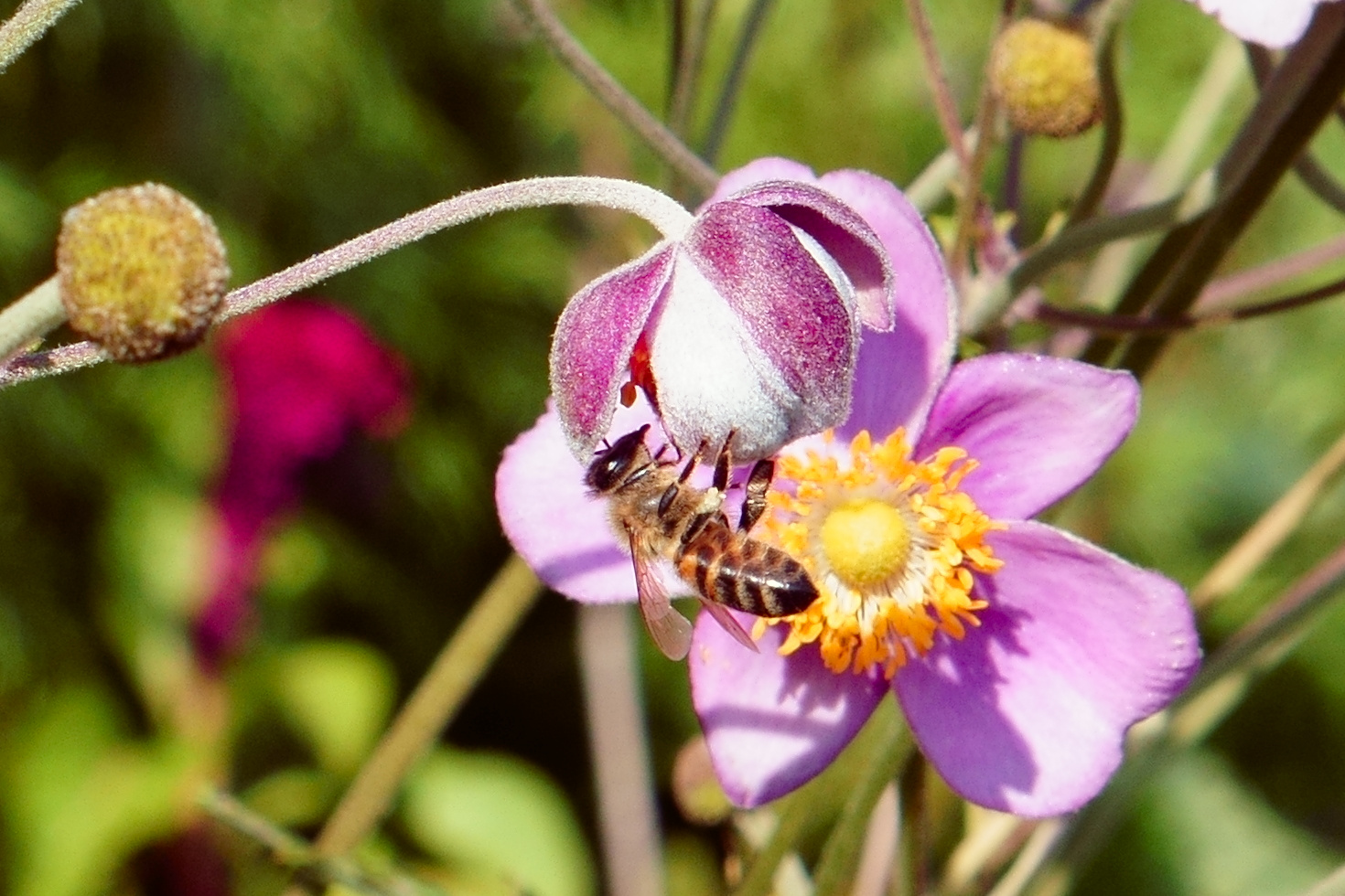 Fleissige Biene auf Anemone 