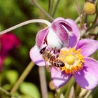 Fleissige Biene auf Anemone 