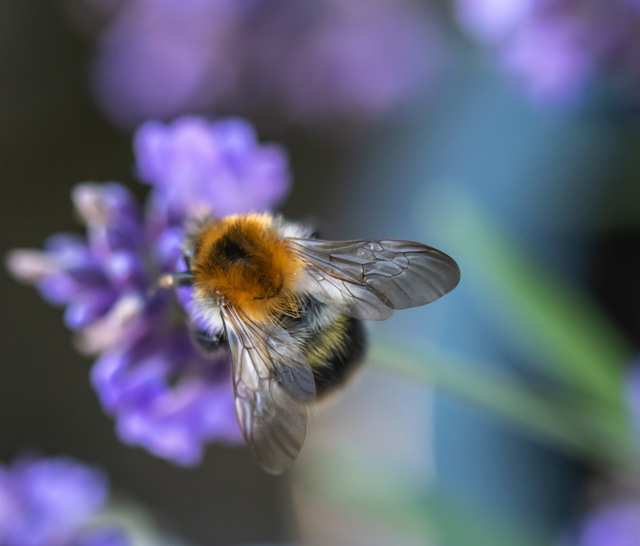 Fleißige Biene auf dem Lavendel