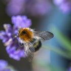 Fleißige Biene auf dem Lavendel