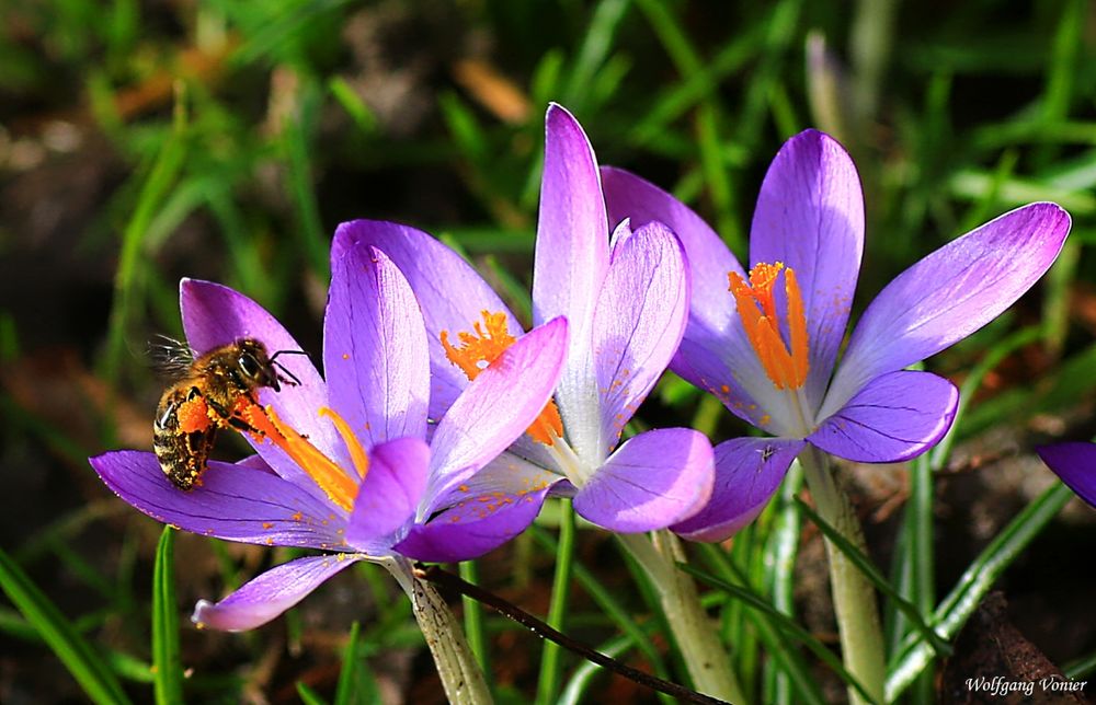 Fleißige Biene auf einer Krokusblüte