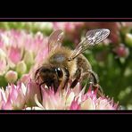 Fleißige Biene auf fetter Henne II