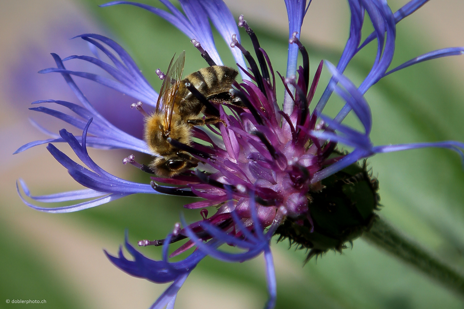 Fleissige Biene auf Flockenblume