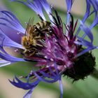 Fleissige Biene auf Flockenblume