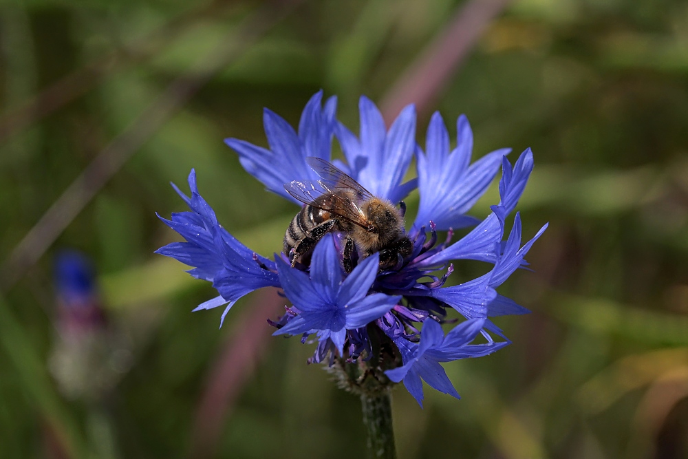 Fleißige Biene auf Kornblume