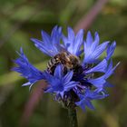 Fleißige Biene auf Kornblume