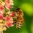 fleißige Biene auf Nektarsuche