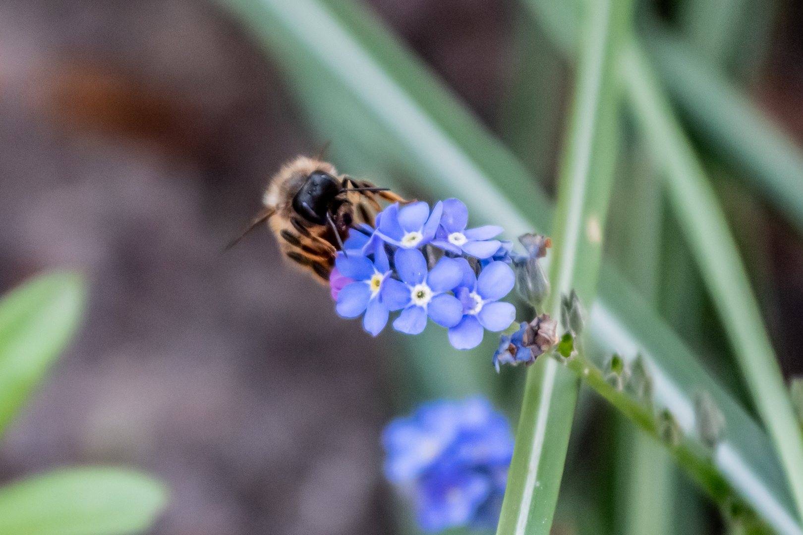 Fleißige Biene auf Waldblumenblüte