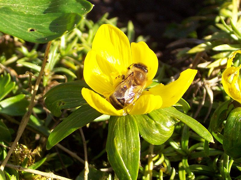 fleissige Biene (Ausschnitt)