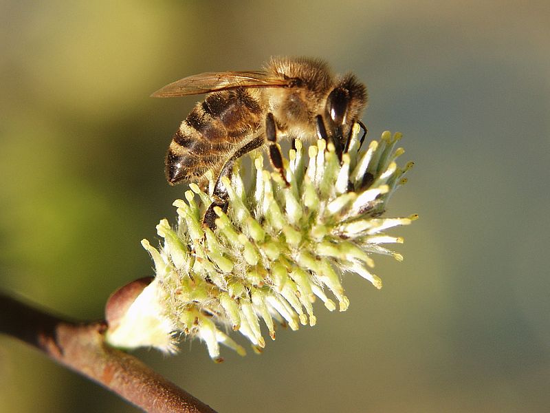 Fleißige  Biene