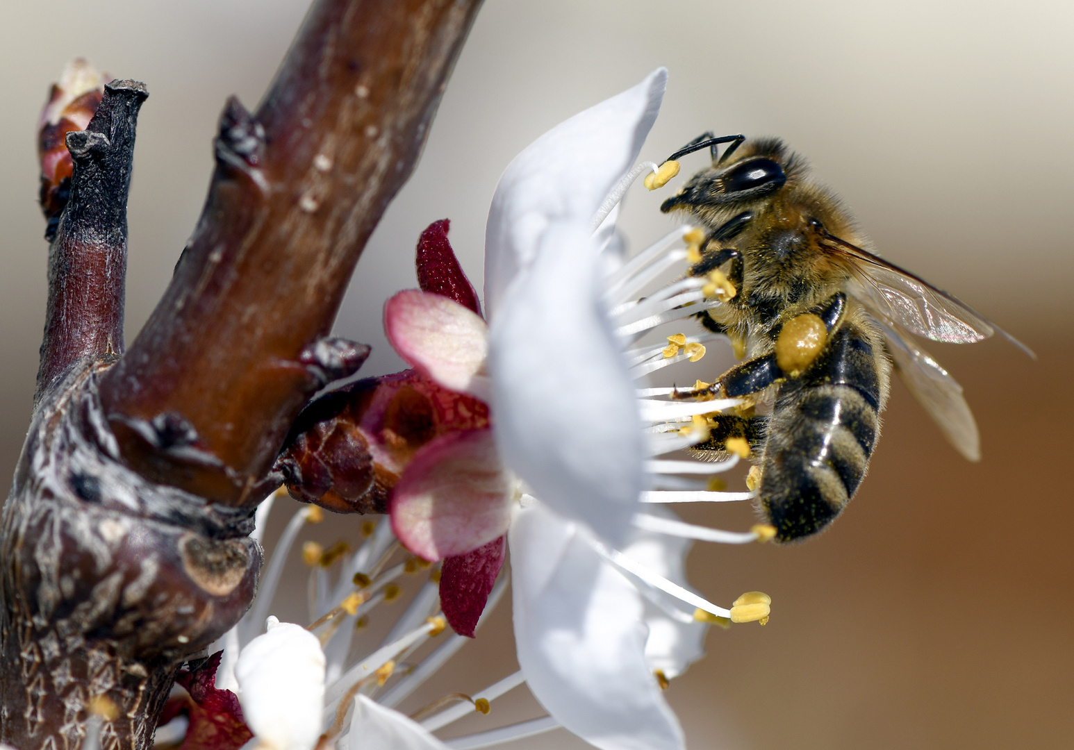 Fleißige Biene bei den Marillenblüten