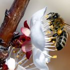 Fleißige Biene bei den Marillenblüten