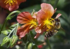 Fleißige Biene bei ihrer unermüdlichen Arbeit!