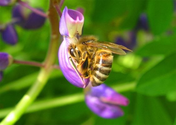 ... fleißige Biene ...