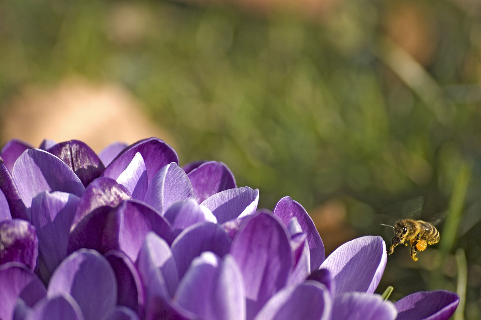 Fleissige Biene | Frühlingsbeginn