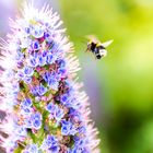 Fleissige Biene hat noch viel zu tun 