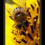 Fleißige Biene I
