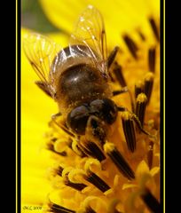 Fleißige Biene I