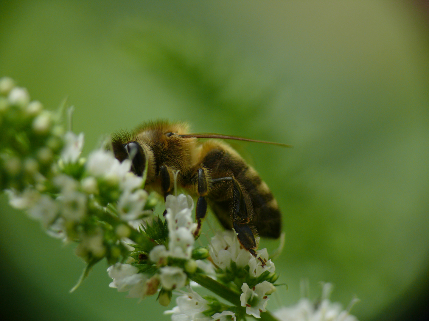 Fleißige Biene II