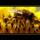Fleißige Biene III