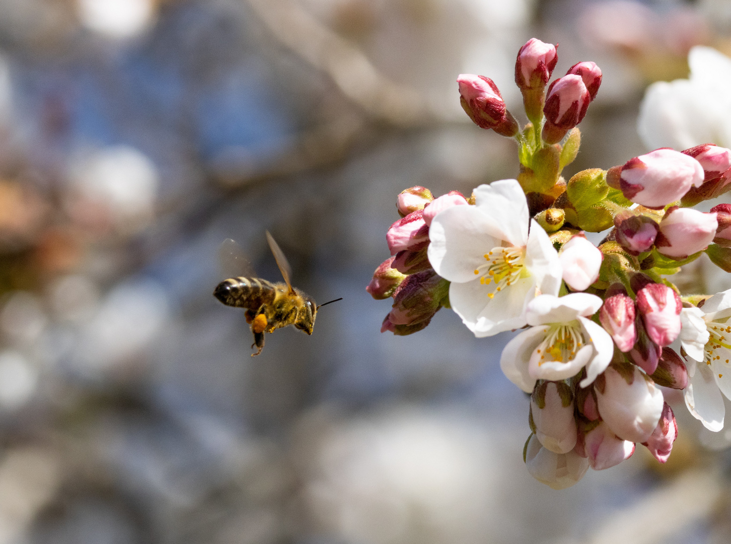 Fleißige Biene im Frühling