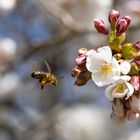 Fleißige Biene im Frühling