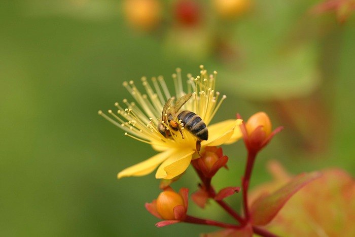 Fleissige Biene im Hausgarten