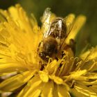 Fleißige Biene im Löwnzahn