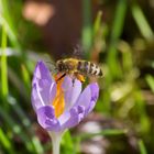 Fleißige Biene im März