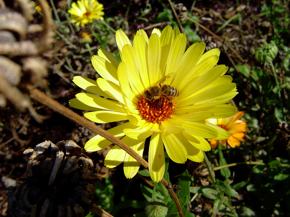 fleißige Biene im Sommer 2005