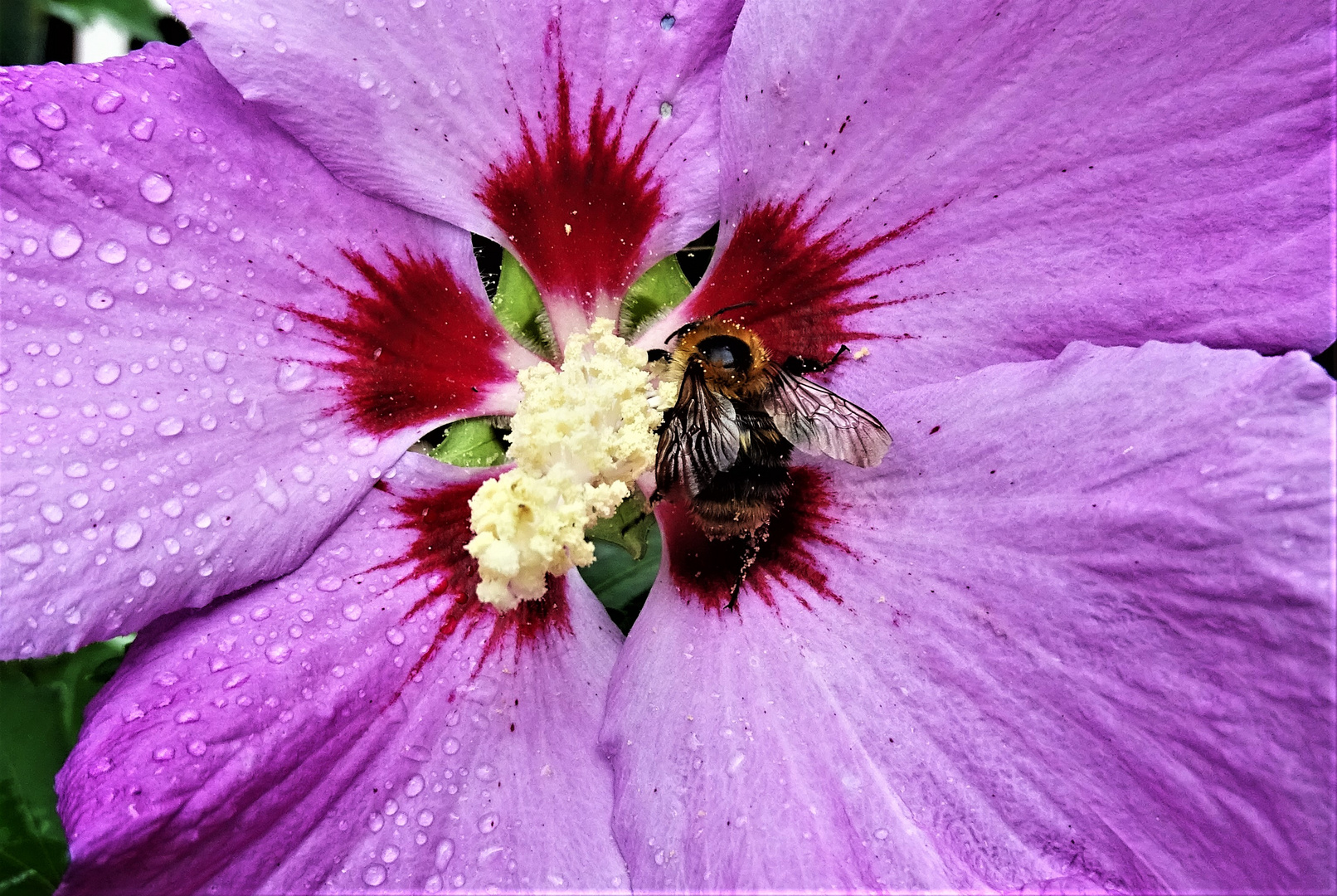 fleißige Biene in der Hibiskusblüte