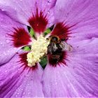 fleißige Biene in der Hibiskusblüte