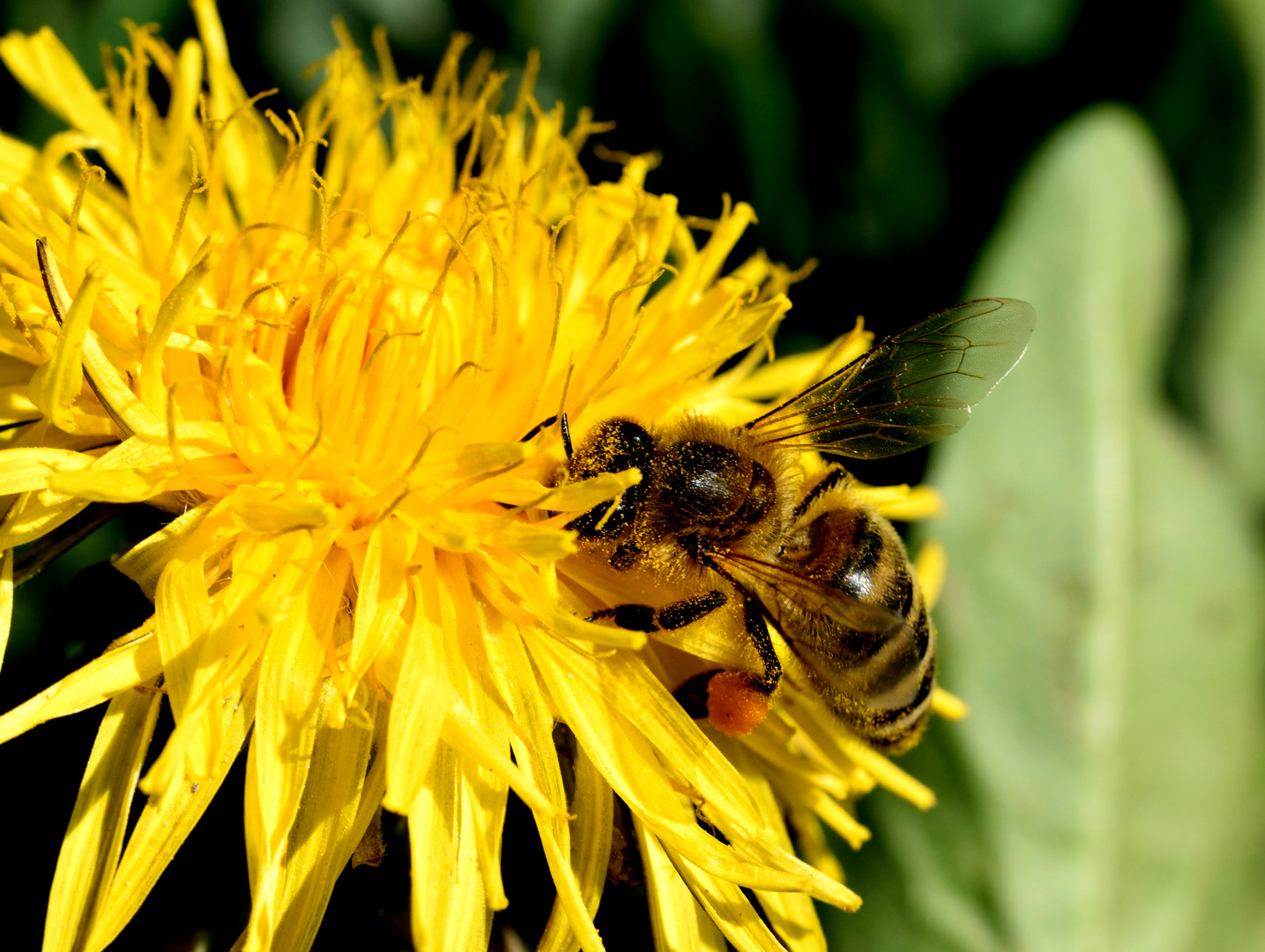 Fleißige Biene in der Löwenzahn-Blüte.