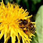 Fleißige Biene in der Löwenzahn-Blüte.
