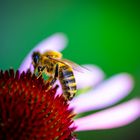 Fleißige Biene in der Wetterau 